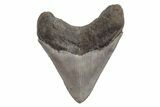 Serrated, Fossil Megalodon Tooth - South Carolina #208583-1